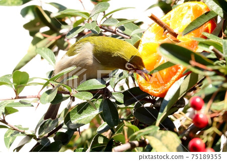 野鳥:白眼:普通話:餐:火棘樹 野鳥:白眼:普通話:餐:火棘樹 75189355