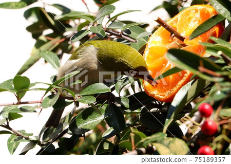 野鳥：白眼：普通話：餐：火棘樹 75189357