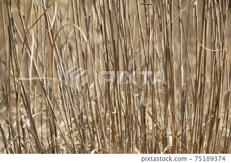 Withered pampas grass in early spring Withered pampas grass in early spring 75189374
