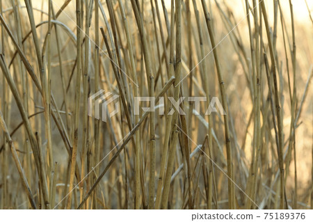 Withered pampas grass in early spring 75189376