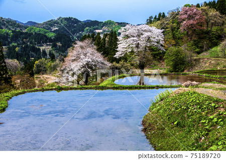 十億個清酒釀造米飯的十勝町金梯田的稻田裡盛開的野櫻桃花 十億個清酒釀造米飯的十勝町金梯田的稻田裡盛開的野櫻桃花 75189720