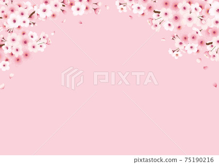 手繪櫻花框架在側麵粉紅色背景 75190216