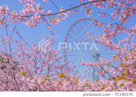 《東京櫻花》 75190370