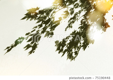 Shadows of trees in the forest 75190448