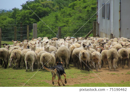 Mother Farm Shepherd and Shepherd Dog 75190462