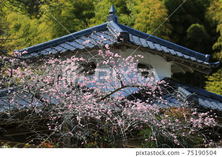 Kume Ume no Sato 3 Kume Ume no Sato 3 75190504