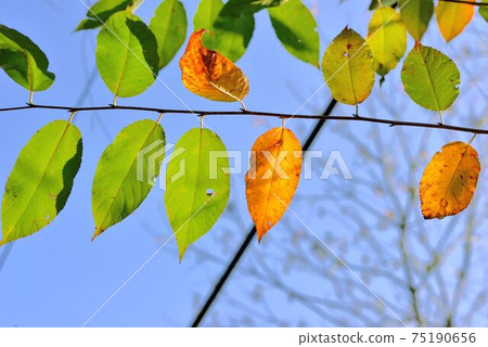 Crimson & Yellow Yoko Autumn Background- 75190656