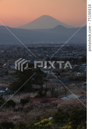 曾我梅林,小田原富士山和李子觀景台的日落 曾我梅林,小田原富士山和李子觀景台的日落 75190816
