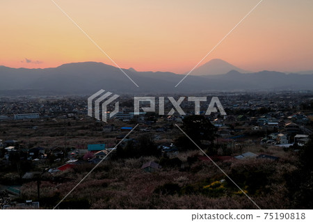 Sunset from the viewing platform of Soga Umebayashi, Odawara Mt. Fuji and plums 75190818