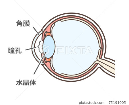 Illustration of a normal eyeball - Stock Illustration [75191005] - PIXTA