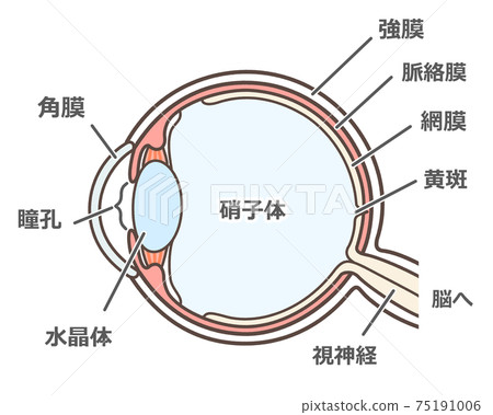 Illustration of a normal eyeball Illustration of a normal eyeball 75191006