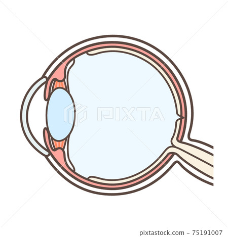 Illustration of a normal eyeball Illustration of a normal eyeball 75191007