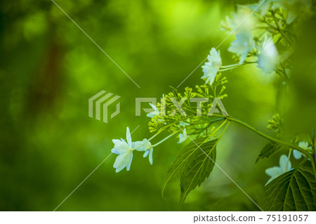 Hydrangea flowers in the rainy season blooming in the fresh green garden 75191057