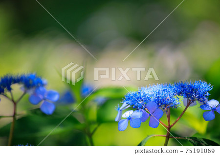 Hydrangea flowers in the rainy season blooming in the fresh green garden Hydrangea flowers in the rainy season blooming in the fresh green garden 75191069