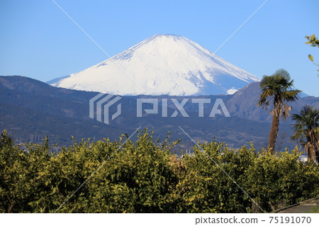Odawara City Soga Umebayashi Mt. Fuji and mandarin orange field 75191070
