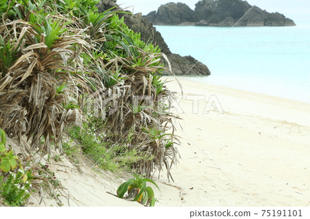 在海灘上生長的植物 在海灘上生長的植物 75191101