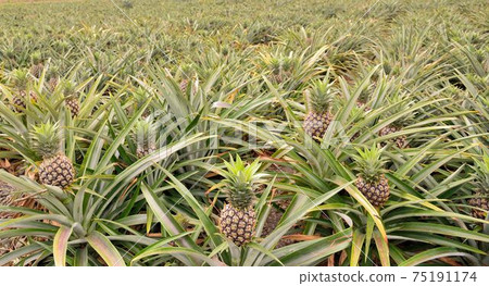 鳳梨(Ananas comosus)台灣喜愛熱帶水果. 鳳梨(Ananas comosus)台灣喜愛熱帶水果. 75191174