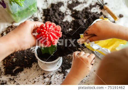 Crop mother and child planting cactus together 75191462