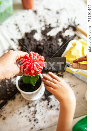 Crop mother and child planting cactus together 75191463