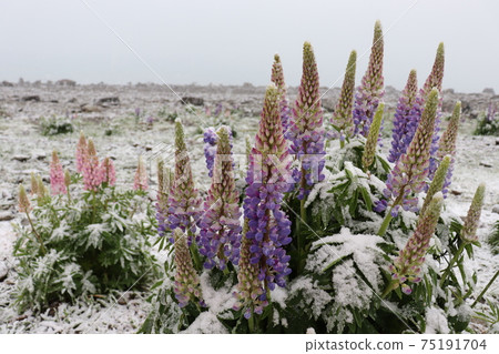Lupines blooming in Lake Tekapo 75191704