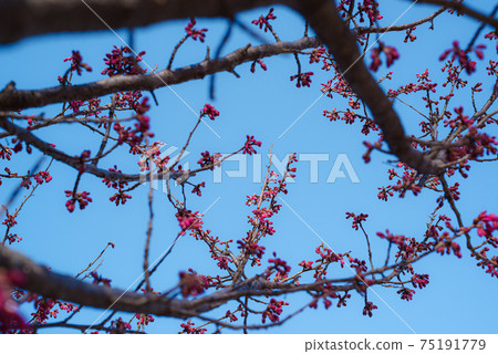 Bud of cold scarlet cherry blossoms waiting for flowering Under the blue sky d-2 Light tone Bud of cold scarlet cherry blossoms waiting for flowering Under the blue sky d-2 Light tone 75191779