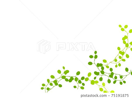 黃綠色的藤葉 75191875