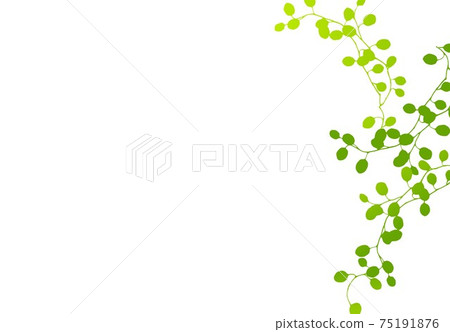 黃綠色的藤葉 75191876