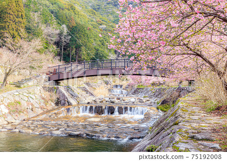 Kawazu cherry blossoms near the waterfall on the way back, Karatsu City, Saga Prefecture 75192008