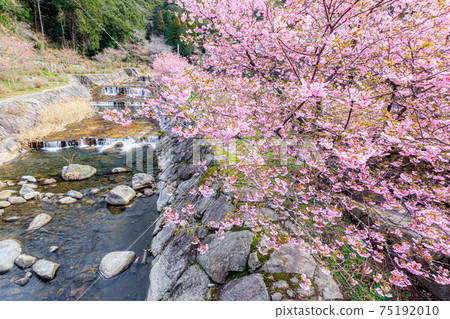 佐賀縣唐津市回程瀑布附近的河津櫻花 佐賀縣唐津市回程瀑布附近的河津櫻花 75192010