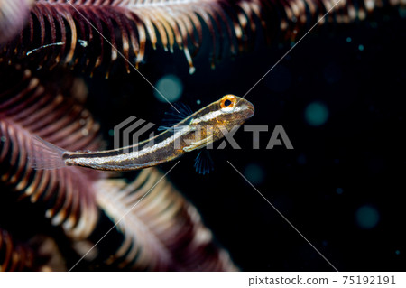 游泳金浦 游泳金浦 75192191