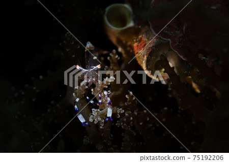 Spotlight and red shrimp Spotlight and red shrimp 75192206