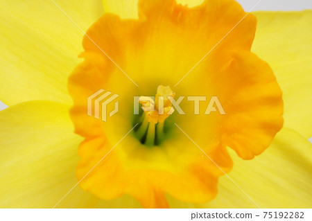 Yellow trumpet daffodil Yellow trumpet daffodil 75192282