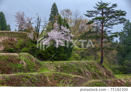 Rice terraces of Matsunoyama Osui before rice planting where it rains lightly Rice terraces of Matsunoyama Osui before rice planting where it rains lightly 75192300