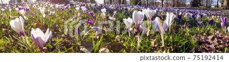 Crocus in the park 75192414