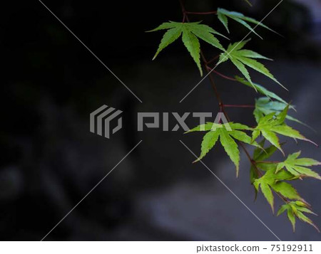 Blue autumn leaves "Japanese style image" (Kyoto) 75192911