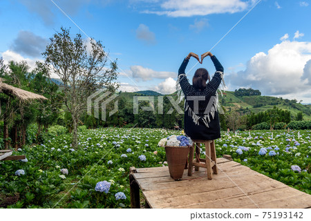 The scenery of a happy tourist in a hydrangea flower field at Khun Pae, Chiang Mai, Thailand. The scenery of a happy tourist in a hydrangea flower field at Khun Pae, Chiang Mai, Thailand. 75193142