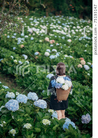 The scenery of a happy tourist in a hydrangea flower field at Khun Pae, Chiang Mai, Thailand. The scenery of a happy tourist in a hydrangea flower field at Khun Pae, Chiang Mai, Thailand. 75193147