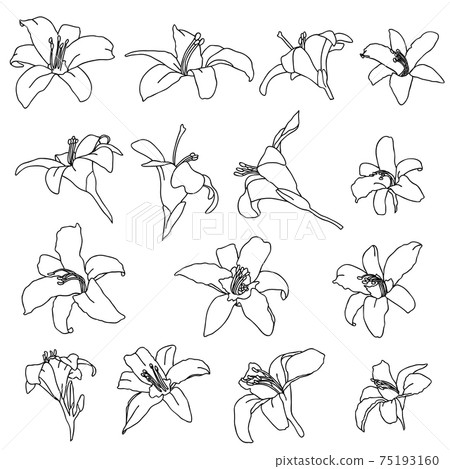 Black and white lily flowers set. Vector illustration. Black and white lily flowers set. Vector illustration. 75193160