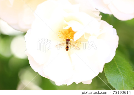 Hirata Tab and Flower 75193614