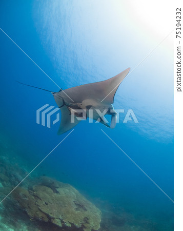 Manta Ray (Manta Ray) and Giant Trevally (Tachai Island, Similan Marine National Park, Kingdom of Thailand) 75194232