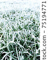 Green grass covered with frost. The phonus is in the foreground. 75194771