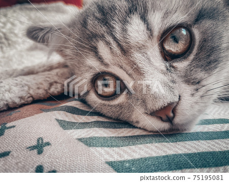 Cute Scottish cat, three month old kitten 75195081