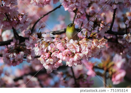 Mami Hill Park Kawazu Sakura and White-eye 75195814