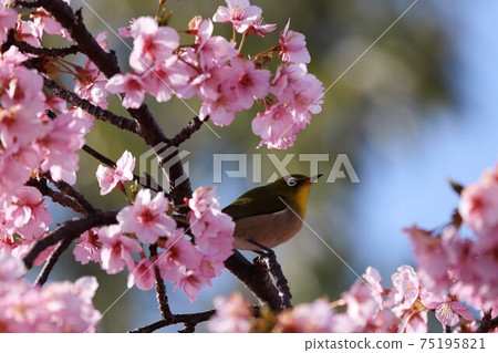 Mami Hill Park Kawazu Sakura and White-eye 75195821