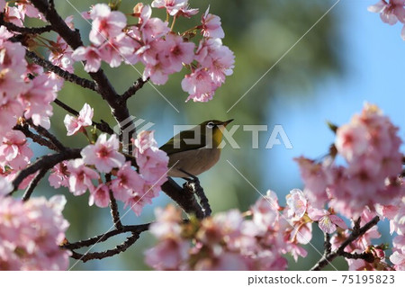 麻美山公園河津櫻與白眼 75195823