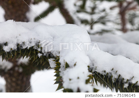 Araucaria in the snow. Branches close-up. 75196145