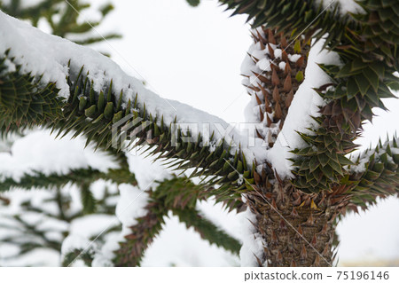 Araucaria in the snow. Branches close-up. 75196146
