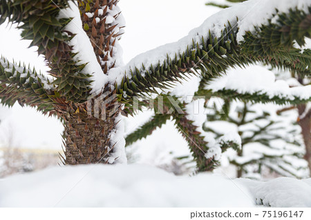 Araucaria in the snow. Branches close-up. 75196147