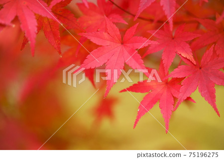 Kinshu Momiji 6 Kinshu Momiji 6 75196275