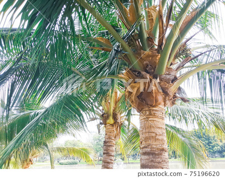 This photo was taken in a Thai park. 75196620